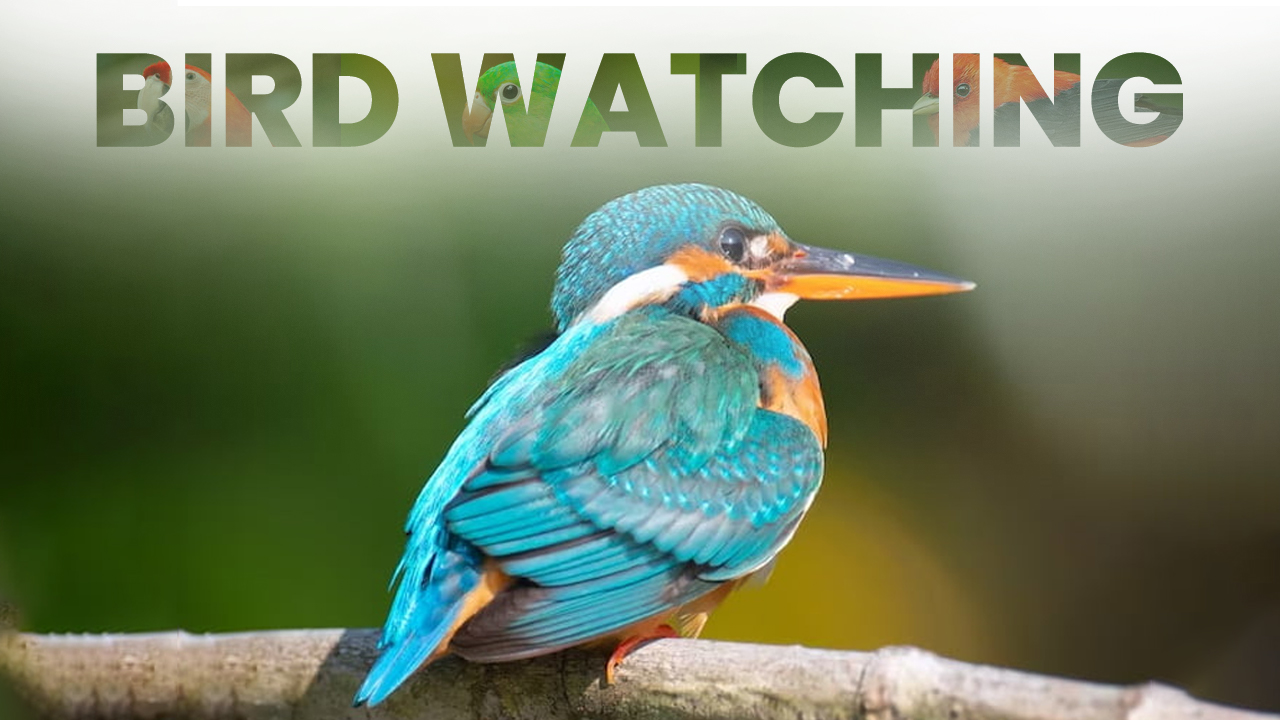 20 Best Bird Watching Spots in PA | visitPA
